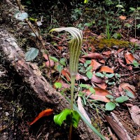 Arisaema leschenaultii Blume